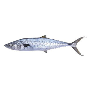 *10-15* IQF King Fish H/ON (Silver-India) -60Lb