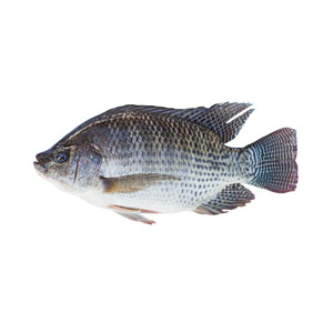 CS 750UP- Whole Tilapia Fish  40# 8Fish
