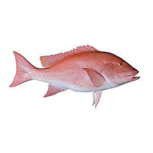 Red Snapper Whole (1.5 - 2) - 22Lb *Brazil*