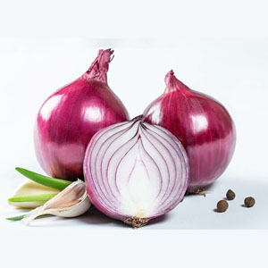 Purple Onion  (Med)